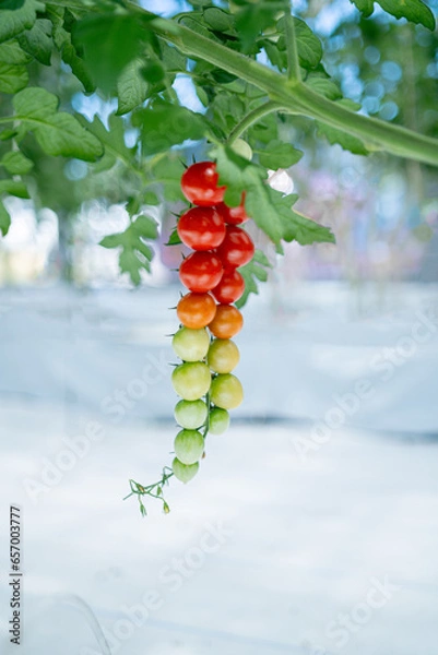 Obraz ヘタの着いているフレッシュなトマト