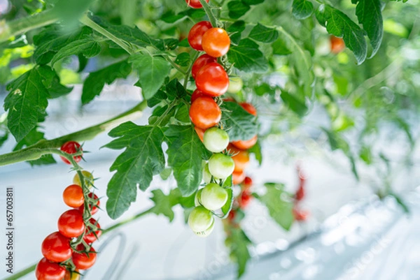 Fototapeta ヘタの着いているフレッシュなトマト