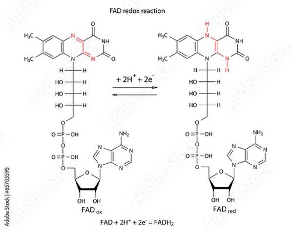 Fototapeta Illustration of FAD redox reaction with chemical formulas