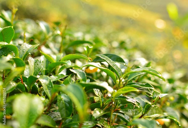 Obraz Tea Plantation Leafs