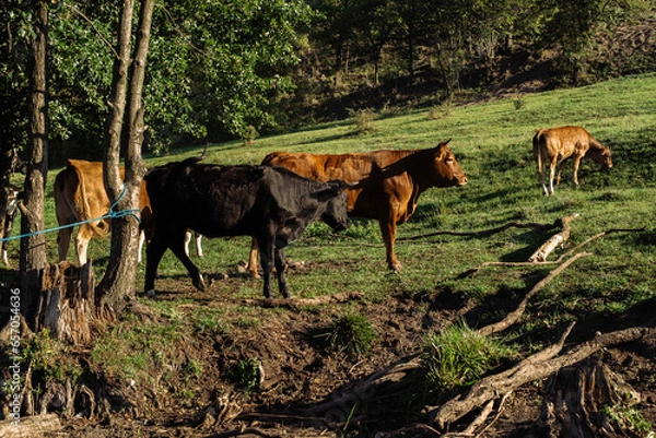 Fototapeta Cows at pasture 02