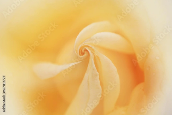 Obraz 黄色いバラのクローズアップ（Hokuto）