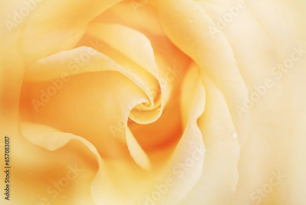 Obraz 黄色いバラのクローズアップ（Hokuto）