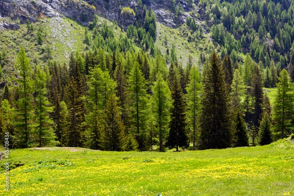 Obraz Conifere e prati in montagna
