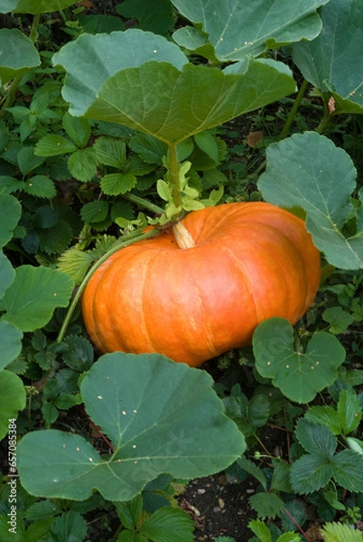 Fototapeta Cucurbita maxima, Potiron rouge vif d'Etampes