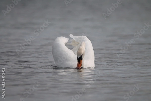 Obraz Schwan auf Fischfang