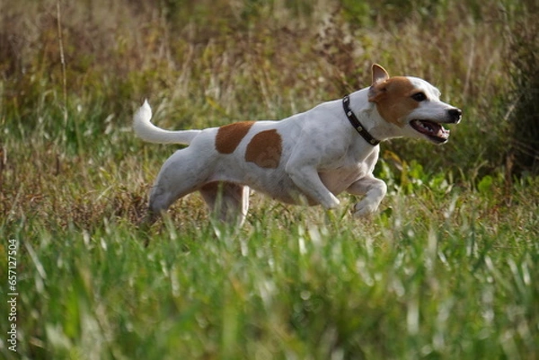 Fototapeta jack russell terrier running grass