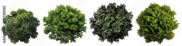 Fototapeta Top view of dense green foliage trees, isolated on transparent background generative ai