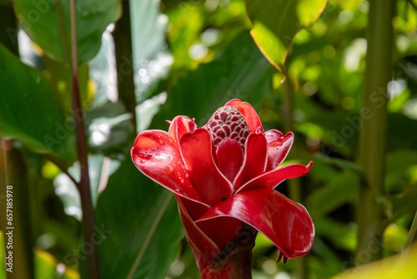 Fototapeta a tropical flower with many names.
Etlingera elatior, torch ginger, ginger flower, red ginger lily, torchflower, torch lily, wild ginger, rose de porcelaine, etc.
Picture shot in Martinique.