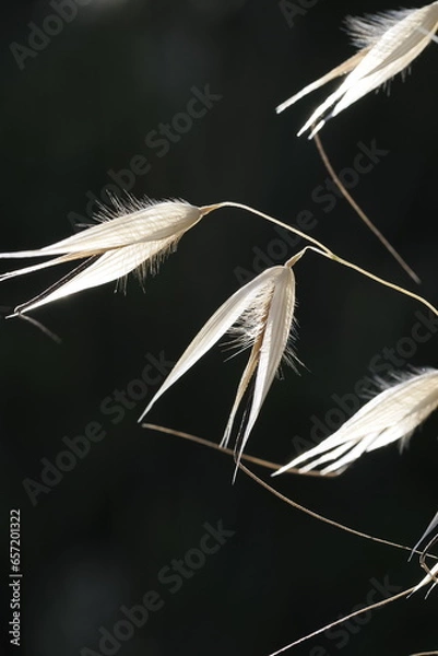 Fototapeta Wild oats on black background