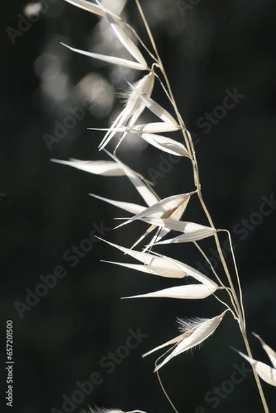 Fototapeta Wild oats on black background