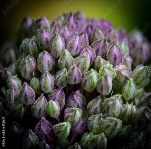 Obraz Fiore della cipolla