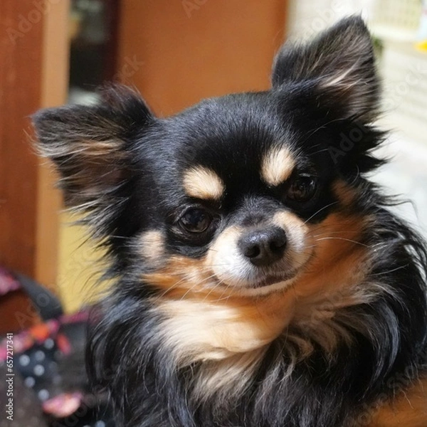 Obraz チワワの顔　アップ正方形