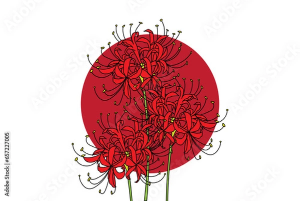 Obraz illustration of red spider lily flower with dark red circle on white background.