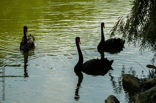 Obraz A graceful black swan floating on a lake. A black swan reflected in the water. 