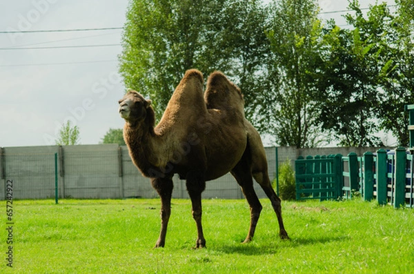 Fototapeta Camel in zoo. Wild animal under protection. Camel with two humps lying on grass. Wild animal in zoo.