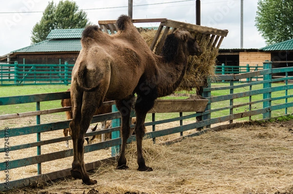 Fototapeta Camel in zoo. Wild animal under protection. Camel with two humps lying on grass. Wild animal in zoo.