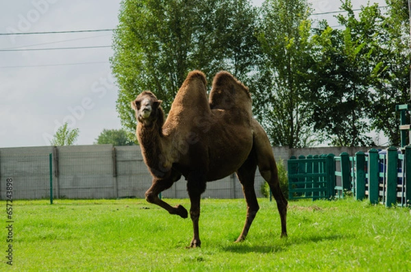 Fototapeta Camel in zoo. Wild animal under protection. Camel with two humps lying on grass. Wild animal in zoo.