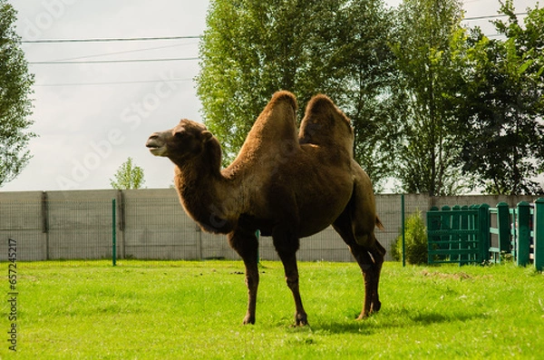 Fototapeta Camel in zoo. Wild animal under protection. Camel with two humps lying on grass. Wild animal in zoo.