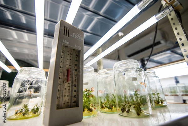 Obraz scientist working in laboratory