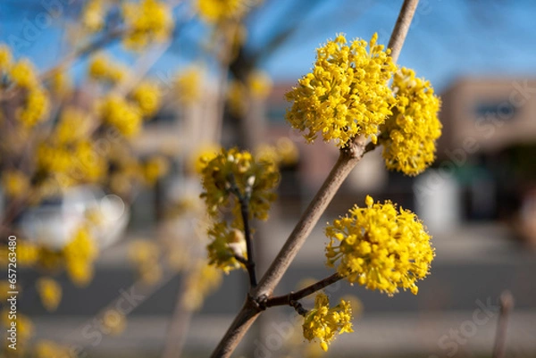 Fototapeta Spring on nature