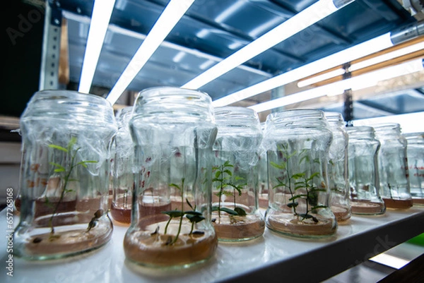 Obraz test tubes with chemicals