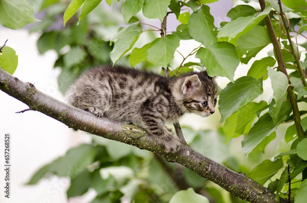 Fototapeta cat on tree