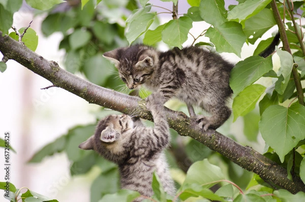 Fototapeta cat on tree