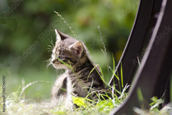 Fototapeta cat on grass