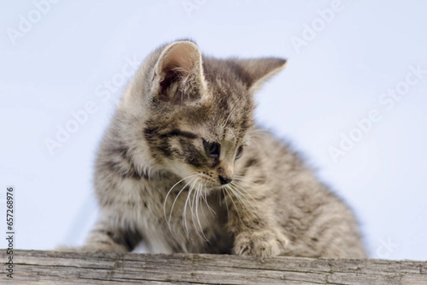 Fototapeta british cat