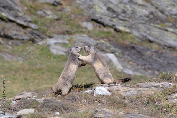 Fototapeta two young marmots playing without any particular fear