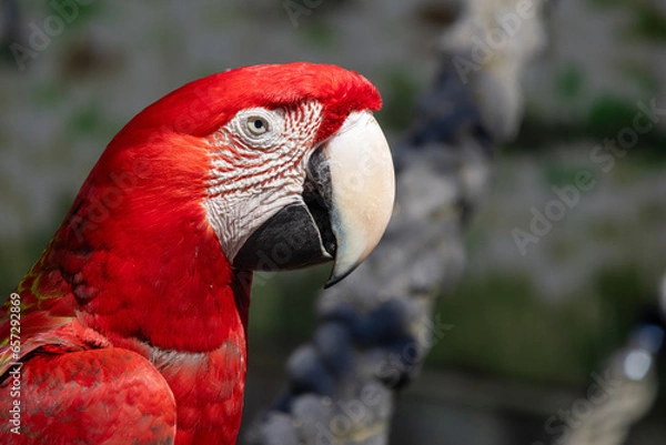 Obraz Papagei im Portrait