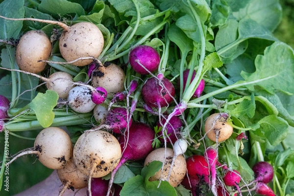 Fototapeta Radieschen