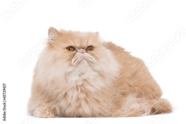 Obraz Persian cat sitting on the white background.