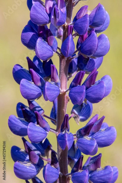 Fototapeta Lupinenblüte