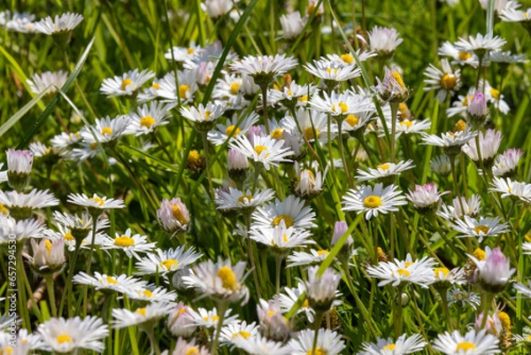 Fototapeta Gänseblümchenwiese
