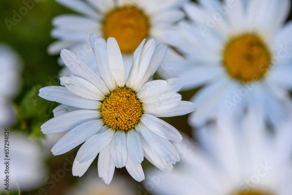 Obraz Margeritenwiese