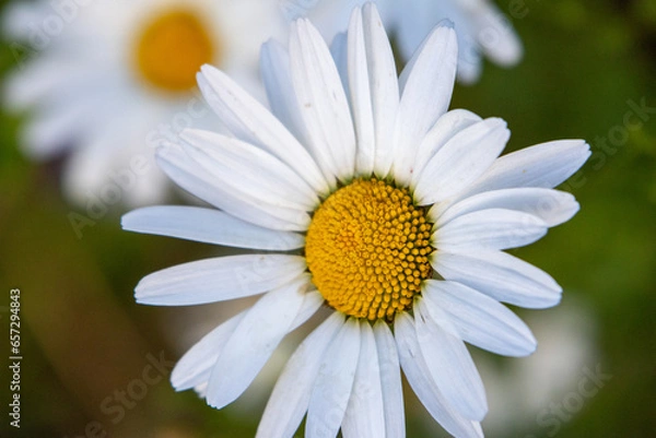 Fototapeta Margeritenblüte