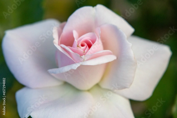 Obraz Zarte Rosenblüte