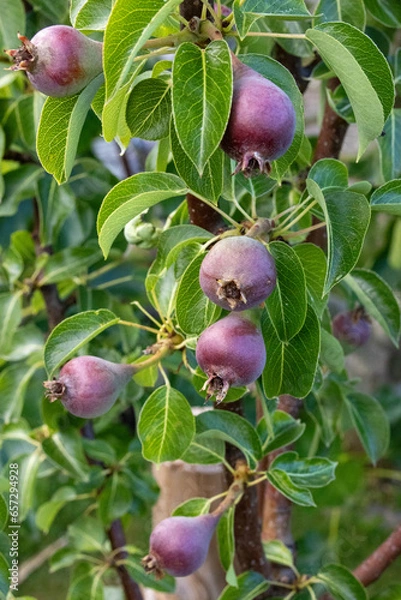 Obraz Junge Früchte
