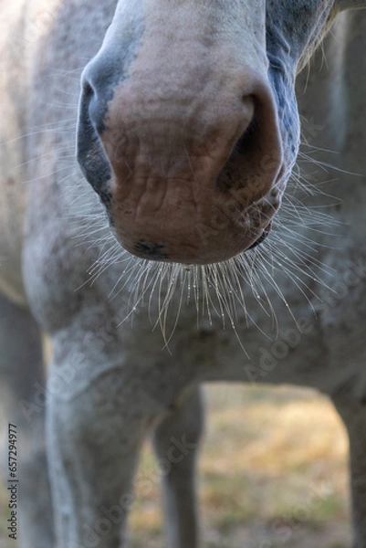 Fototapeta Pferdenase