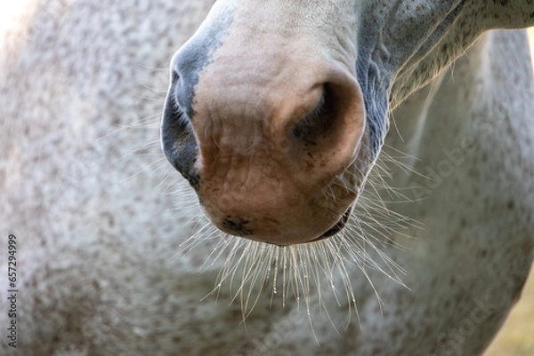 Fototapeta Pferdenase
