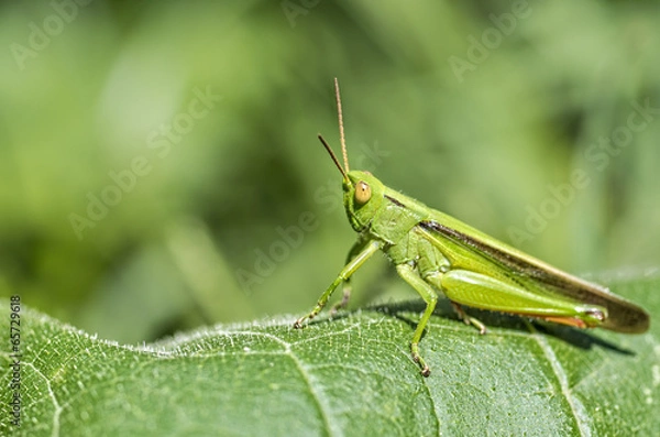 Obraz Grasshopper