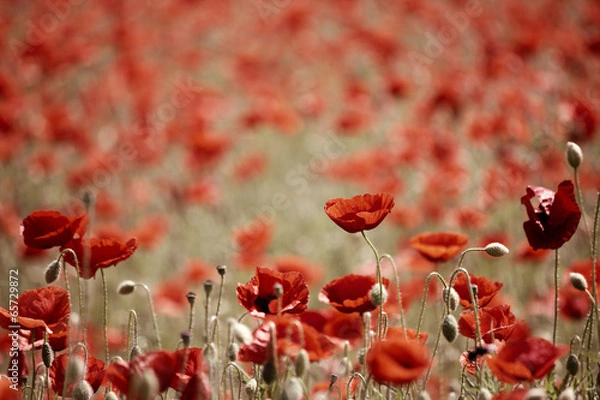 Obraz field with poppies