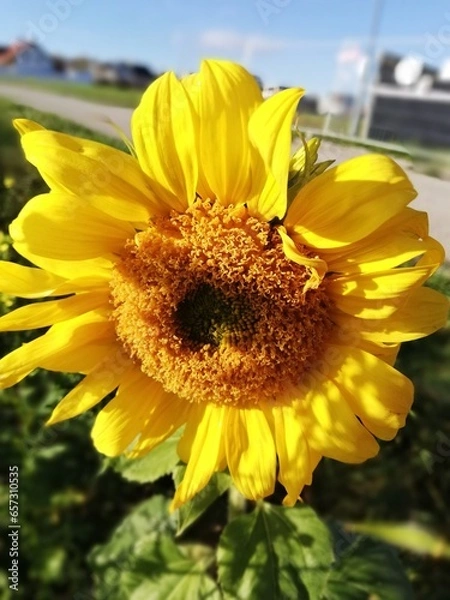 Obraz Sonnenblume