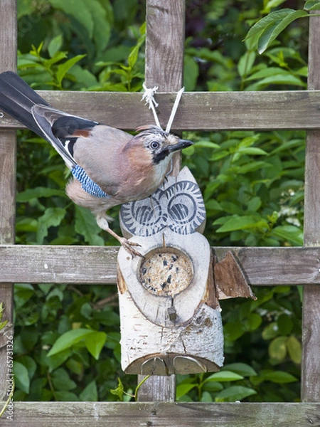 Obraz Eichelhäher an Futtereule
