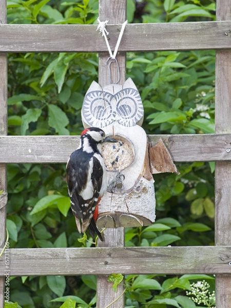 Obraz Buntspecht an Futtereule