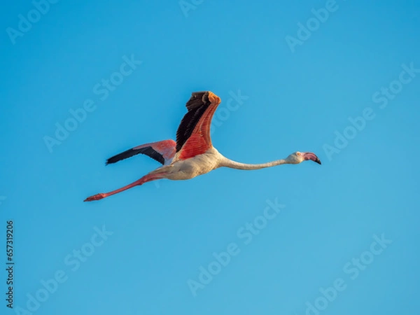 Obraz Majestic flight at sea level of the Pink Flamingo, Camargue, Gard, France. The fauna and flora of nature.