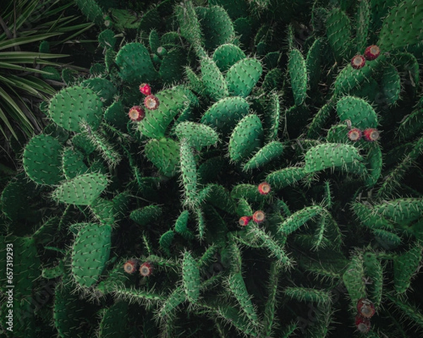 Obraz Close-up of a green Cactus with white thorns and flowers. Opuntia leucotricha plant.