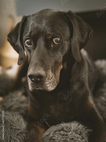 Obraz Cute purebred dog on its basket looking at the camera
